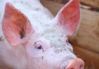 Portrait de cochon