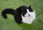 Chat sur eau gelée