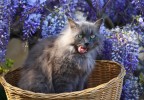 Chat dans glycines