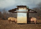 Cochons du ventoux