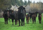 Vaches camarguaises