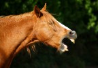 Cheval henissant