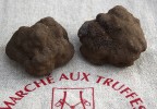 Truffe noire melanosporum