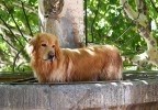 Chien dans une fontaine