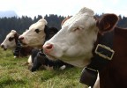 Vaches savoyardes