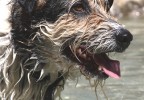 Chien mouillé