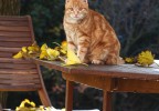 Chat sur une table