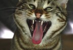 Portrait de chat