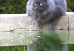 Chat au bord d’une piscine