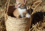 chaton dans un panier