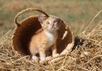 chaton dans un panier 2