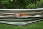 chaton dans un hamac