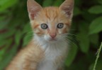chaton assis