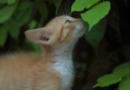 chaton et feuille