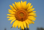 tournesol