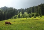 Prairie et vache