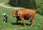 vache et chien de berger