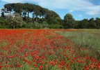 champ de coquelicots