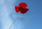 coquelicot