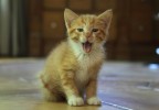 chaton miaulant
