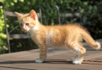 chaton sur une table