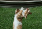 Chaton jouant