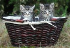 Chatons dans un panier