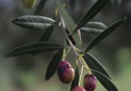 olives1