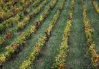 vignes en automne