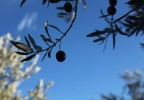 olives 2
