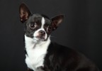 Chien studio 1