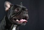 chien bouledogue studio 2