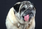 chien studio 3
