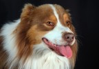 chien studio 4
