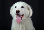 chien studio 5