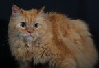 chat studio 1