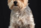 chien studio 7