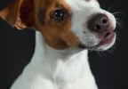 chien studio 8