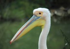 Pelican blanc