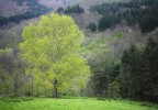 Toscane au printemps