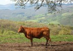 Vache toscane