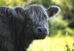 Vache Galloway Vaucluse