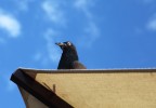 Pigeon Italie