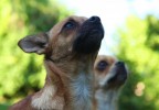 Chihuahua 2