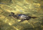 tortue marine