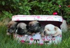 bébés chihuahua 1