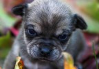 bébé chihuahua 2