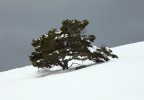 arbre au mont ventoux