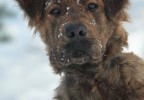 chien dans la neige