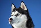portrait huski